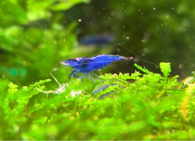Tép Blue Dream (Mua 10 Tặng 1)