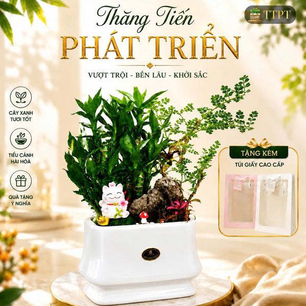 COMBO PHÁT TÀI THĂNG TIẾN