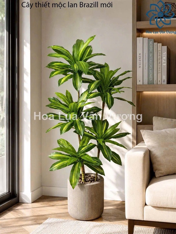 Cây thiết mộc lan brazil mới - Cây - Hoa Lụa Vân Vượng