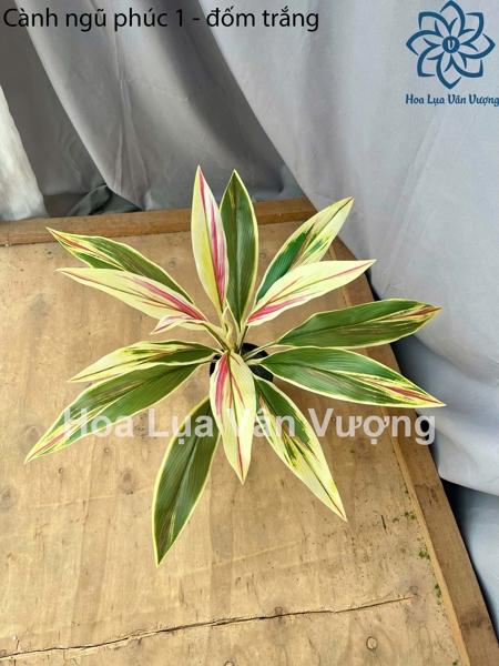 Cành ngũ phúc - đốm trắng - Lá cành ngắn - Hoa Lụa Vân Vượng