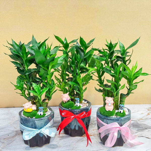 THÀNH PHẨM TRÚC PHÁT TÀI NEW