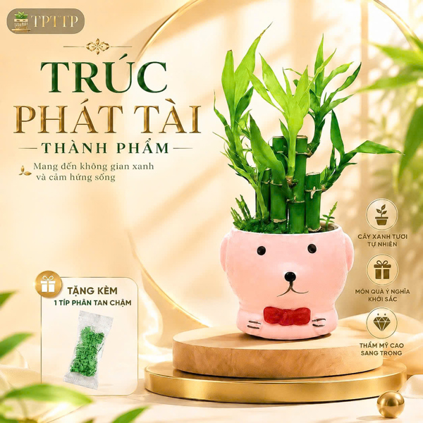 CÂY TRÚC PHÁT TÀI THÀNH PHẨM