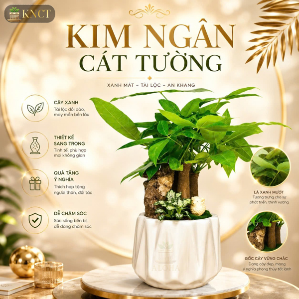 COMBO KIM NGÂN CÁT TƯỜNG
