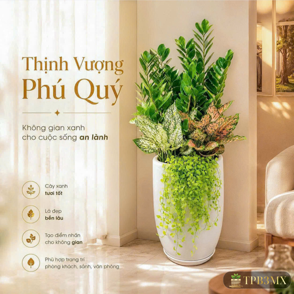 CHẬU BOM S3 MIX KIM TIỀN
