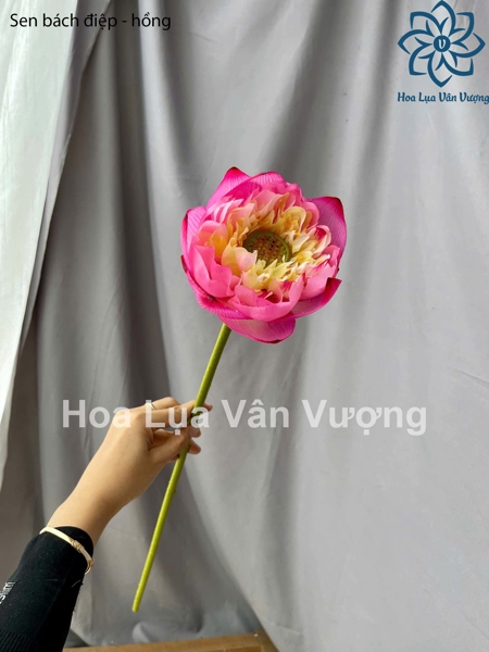 Sen bách diệp - hồng - Sen - Hoa Lụa Vân Vượng