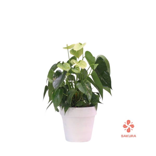 Chậu cây Hồng môn