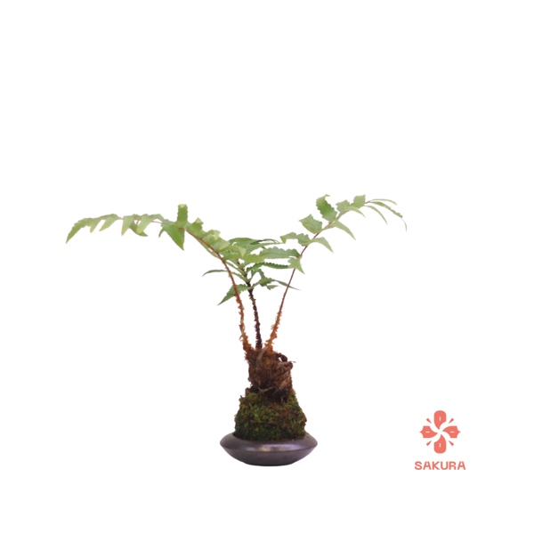 Dương Xỉ kokadama