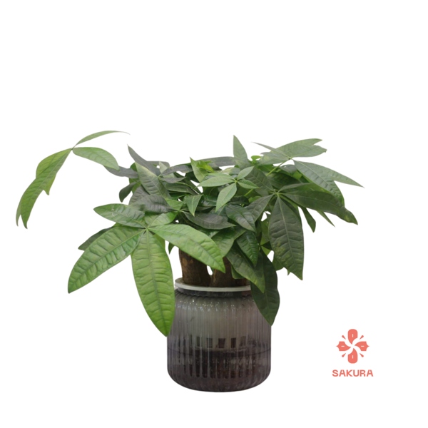 Kim ngân 3 thân