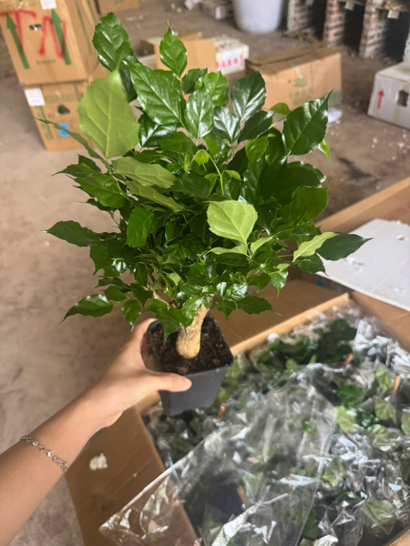 CÂY HẠNH PHÚC BỤI (THÙNG 30)