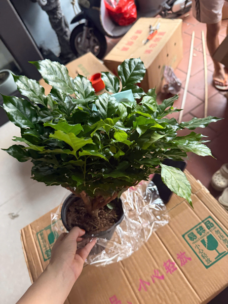 CÂY HẠNH PHÚC BỤI (THÙNG 20)