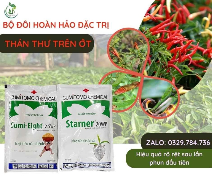 Sumi Eight+ Starner -Đặc trị bệnh thán thư nặng trên mọi loại cây trồng