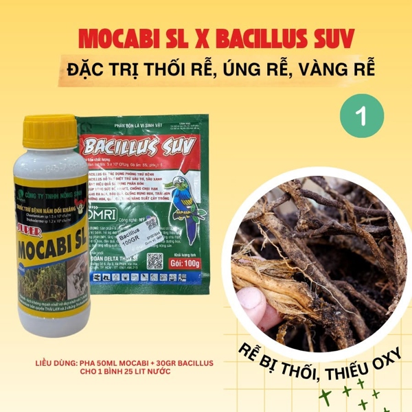 Mocabi+ Baccilus Suv - Đặc trị thối rễ, úng rễ, vàng rễ