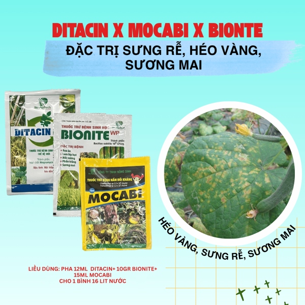 Ditacin x Mocabi x Bionite - Đặc trị sưng rễ, héo vàng, sương mai