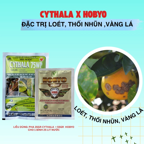 Cythala + Hobyo- Đặc trị loét, thối nhũn, vàng lá