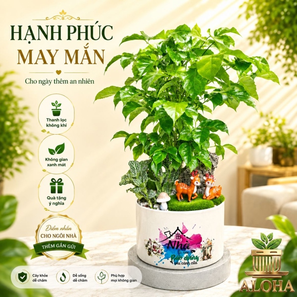 COMBO HẠNH PHÚC MAY MẮN