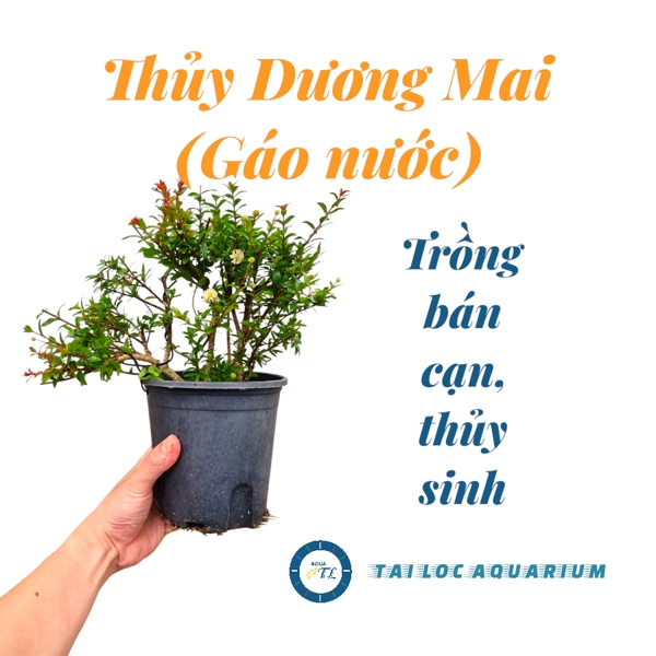 Cây bán cạn: Thủy dương mai - thủy sinh (cây gáo nước) dễ chăm, dễ trồng bể cá, bể thủy sinh, bể bán cạn