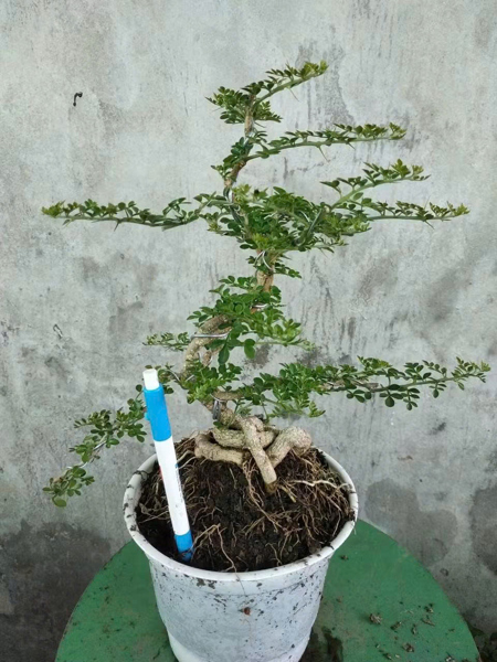 CÂY CẦN THĂNG BONSAI