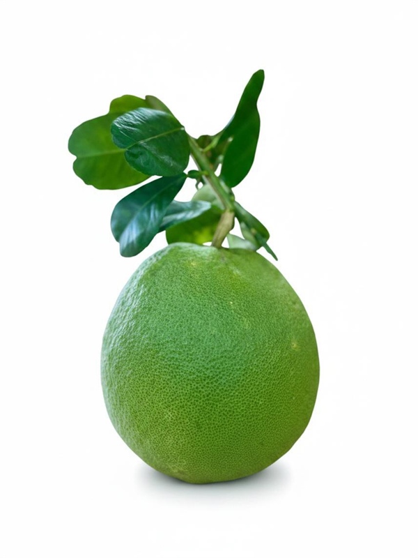 Bưởi Da Xanh Bến Tre (cành)