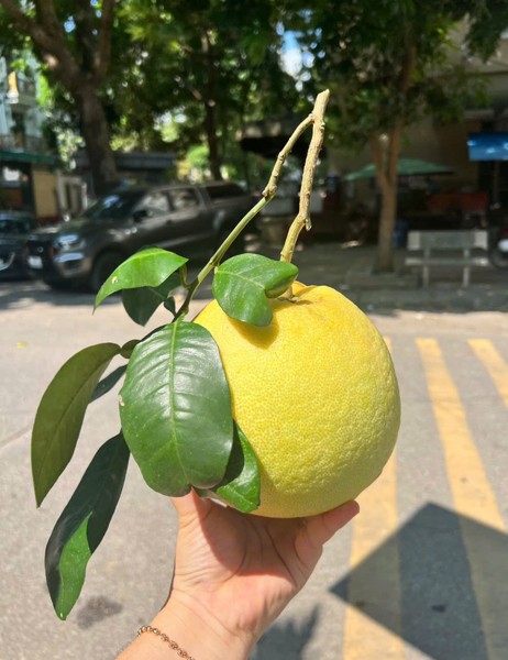 Bưởi Phúc Trạch Hữu Cơ - Hà Tĩnh