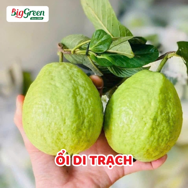 Ổi Di Trạch