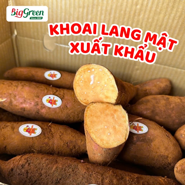 Khoai Lang Mật XD Farm