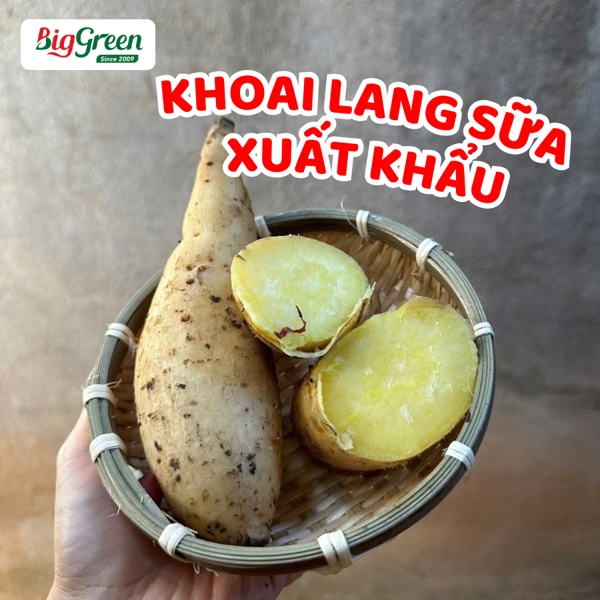 Khoai Lang Sữa XD Farm