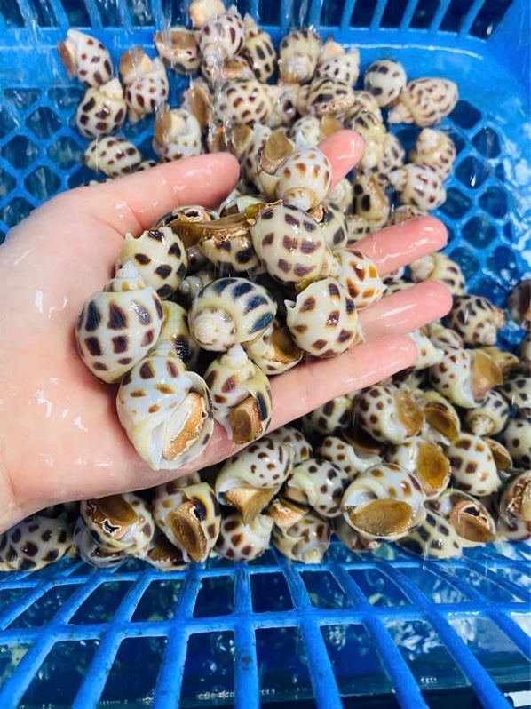 Ốc Hương Sạch (size 90-100con/kg)