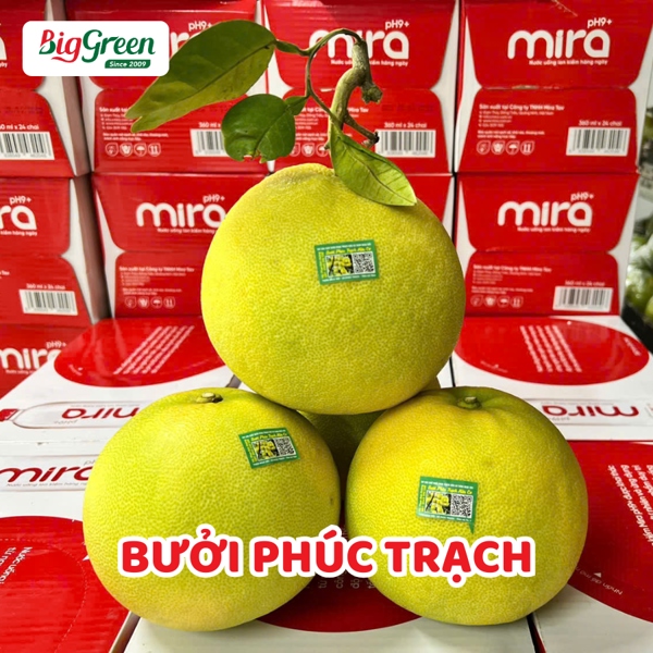 Bưởi Phúc Trạch Hữu Cơ - Hà Tĩnh