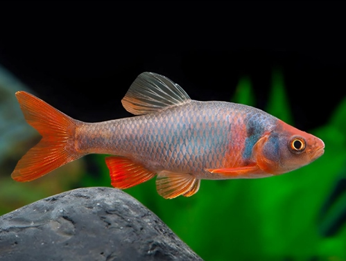 Hoả Liên Đăng Size Lớn 6-7cm