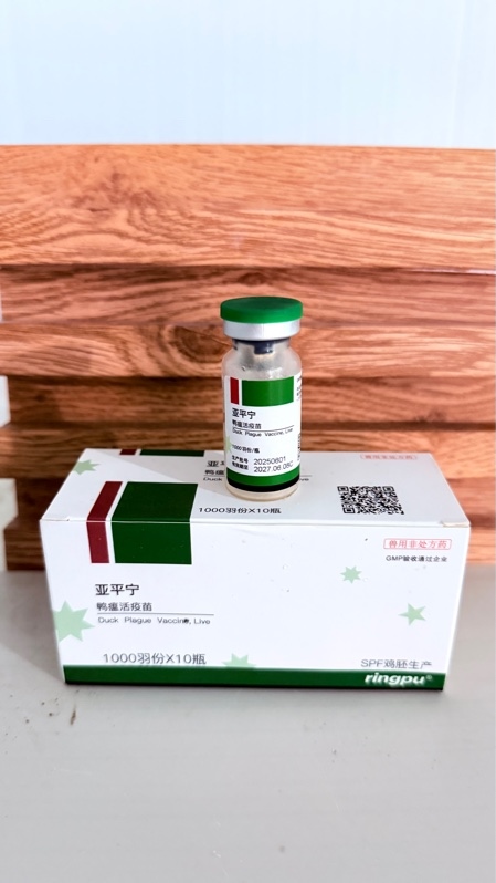 #BB DỊCH TẢ RINGPU