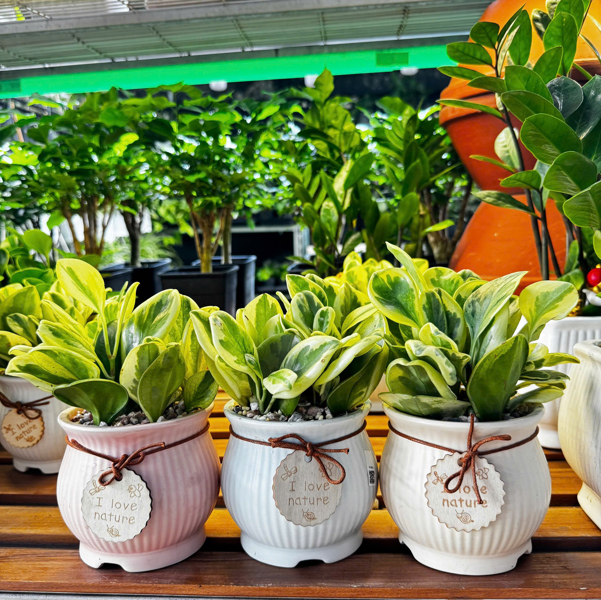 THÀNH PHẨM TRƯỜNG SINH ĐẠT CÁT