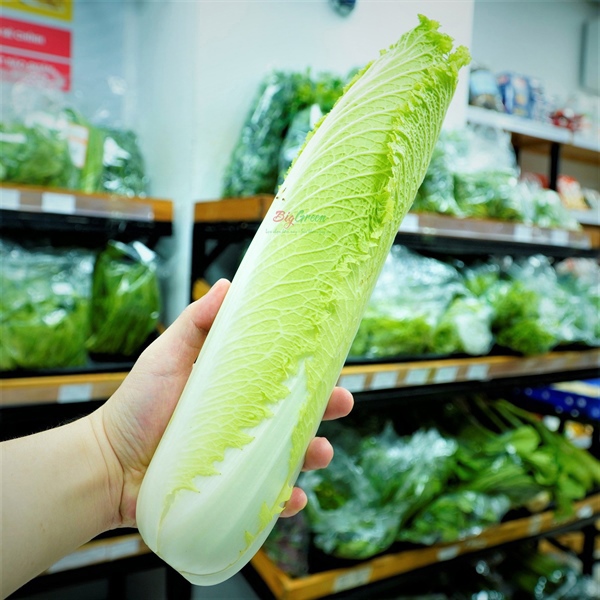 Cải thảo hỏa tiễn Đà Lạt