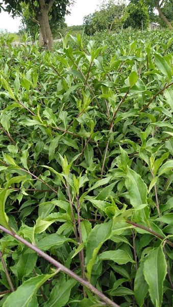 Rau rừng SG