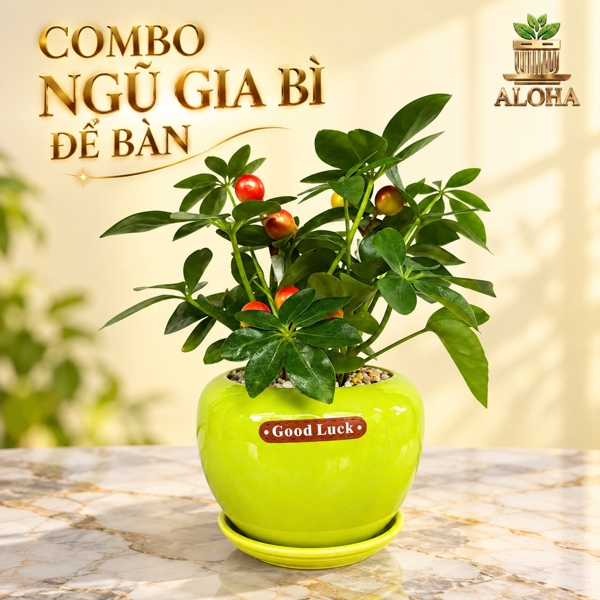 COMBO NGŨ GIA BÌ ĐỂ BÀN