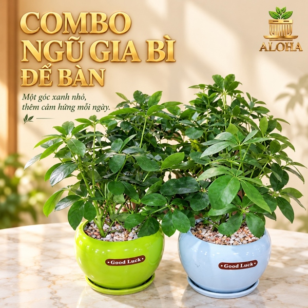 COMBO NGŨ GIA BÌ ĐỂ BÀN