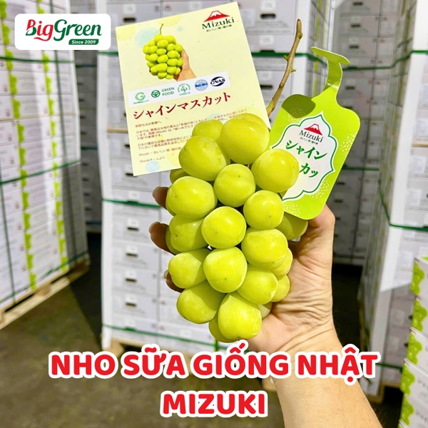 Nho Sữa Giống Nhật Mizuki