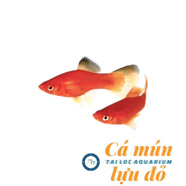 Cá cảnh đẹp: cá mún lựu đỏ