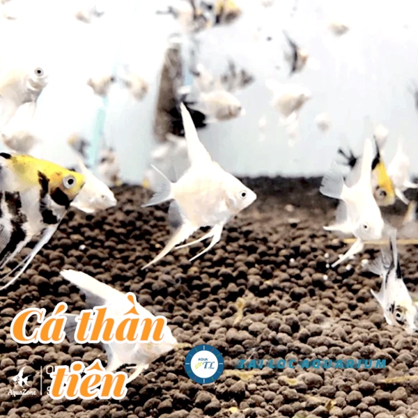 Cá cảnh đẹp: cá thần tiên mini