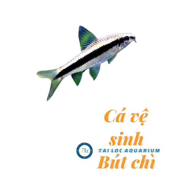 Cá cảnh đẹp: Cá bút chì - vệ sinh bể cá - ăn rêu hại, tảo hại