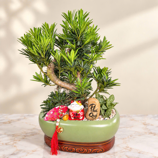 TÙNG VẠN NIÊN BONSAI GỐC THỤ