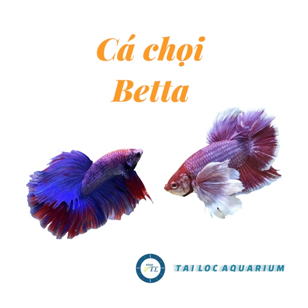 Cá cảnh đẹp: Betta - Cá chọi đẹp