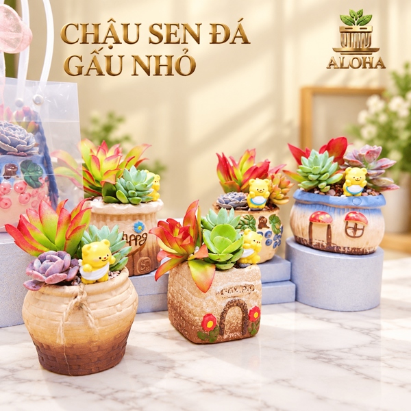CHẬU SEN ĐÁ GẤU NHỎ