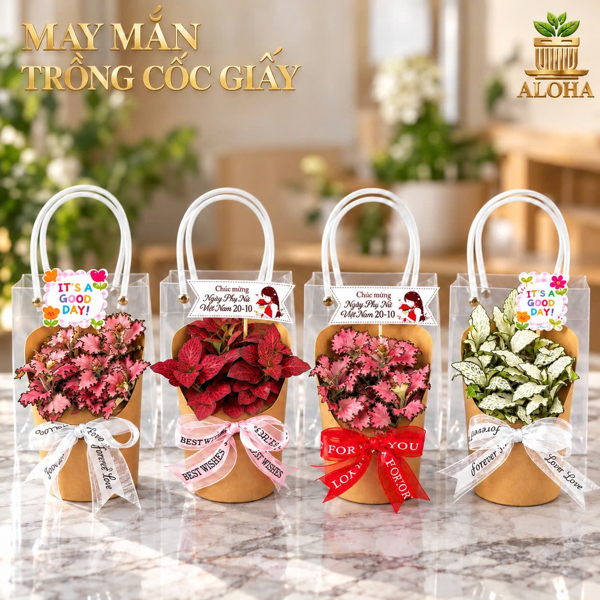 COMBO CỐC GIẤY MAY MẮN