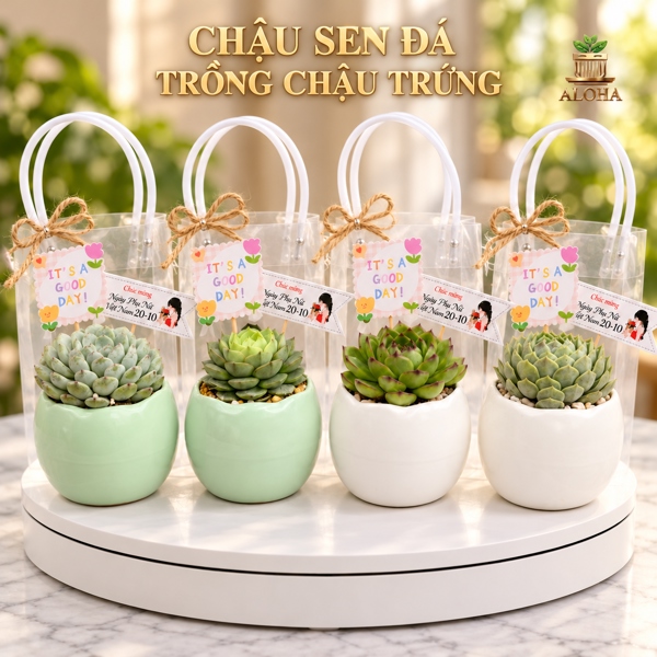 COMBO SEN ĐÁ CHẬU TRỨNG