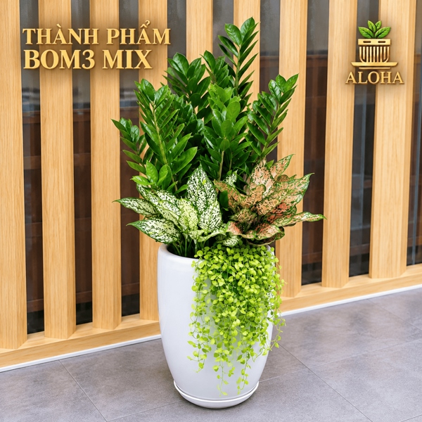 THÀNH PHẨM BOM3 MIX