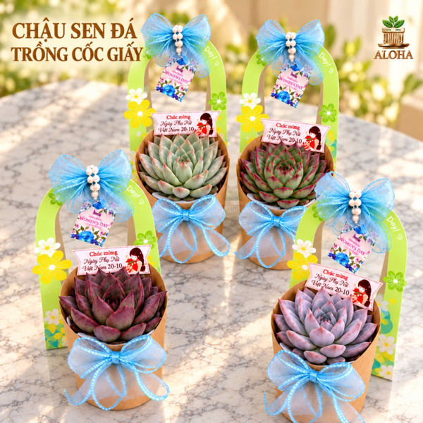 COMBO SEN ĐÁ CỐC GIẤY
