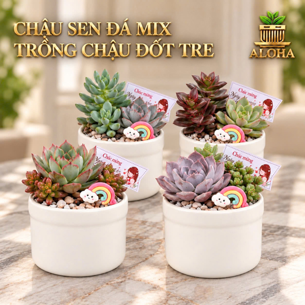 COMBO SEN ĐÁ MIX ỐNG TRÚC