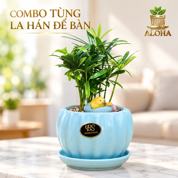 COMBO TÙNG LA HÁN ĐỂ BÀN