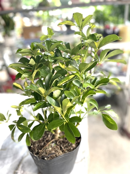 CÂY NGŨ GIA BÌ SIZE TRUNG