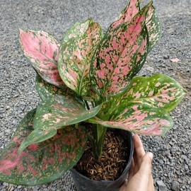 CÂY VẠN LỘC 2 GỐC